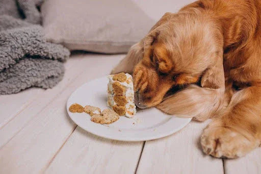 Benefits of Raw Dog Food: A Complete Guide for Pet Parents